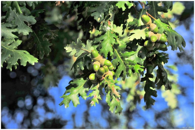 VIA LA DOMENICA DELLE PALME, ARRIVA QUELLA DELLE QUERCE. IL PUNTERUOLO ROSSO ANNIENTA ANCHE LA TRADIZIONE