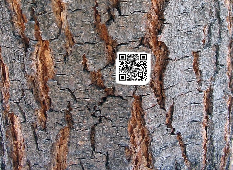 RIVOLUZIONE IN ARBORICOLTURA: TRAMITE SMARTPHONE POTREMO SAPERE QUANDO UNA PIANTA DOVRÀ ESSERE ABBATTUTA