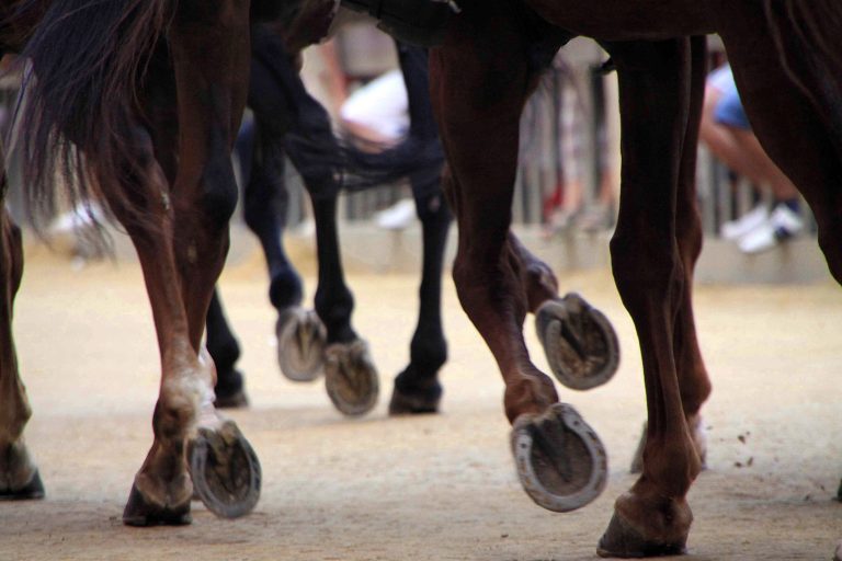 “QUEL CAVALLO NON È DOPATO”. CONTRADA ESCLUSA DAL PALIO DI SIENA